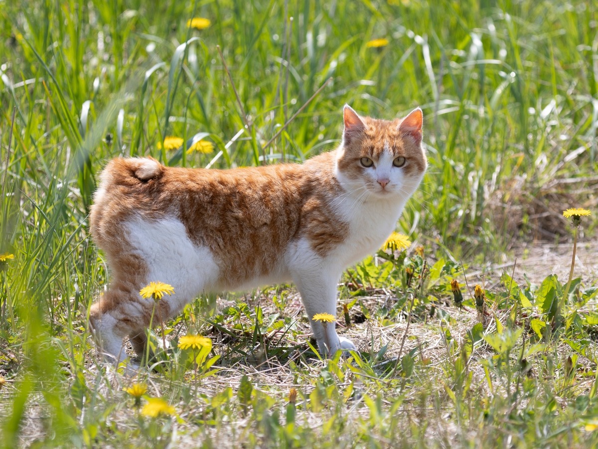 Kurilský bobtail v prírode na machom porastenom kmeni